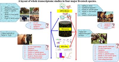 Significance and Relevance of Spermatozoal RNAs to Male Fertility in Livestock